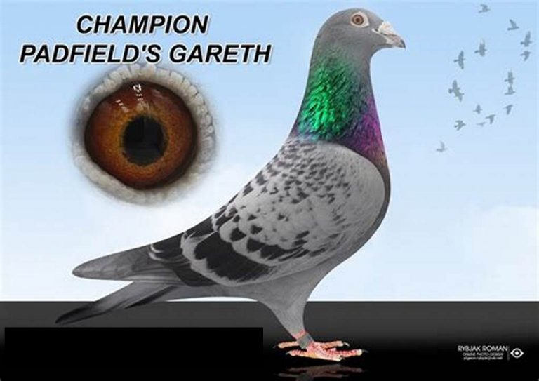 welcome-to-the-world-of-padfield-bros-pigeons-hitchcock-racing-pigeons-uk